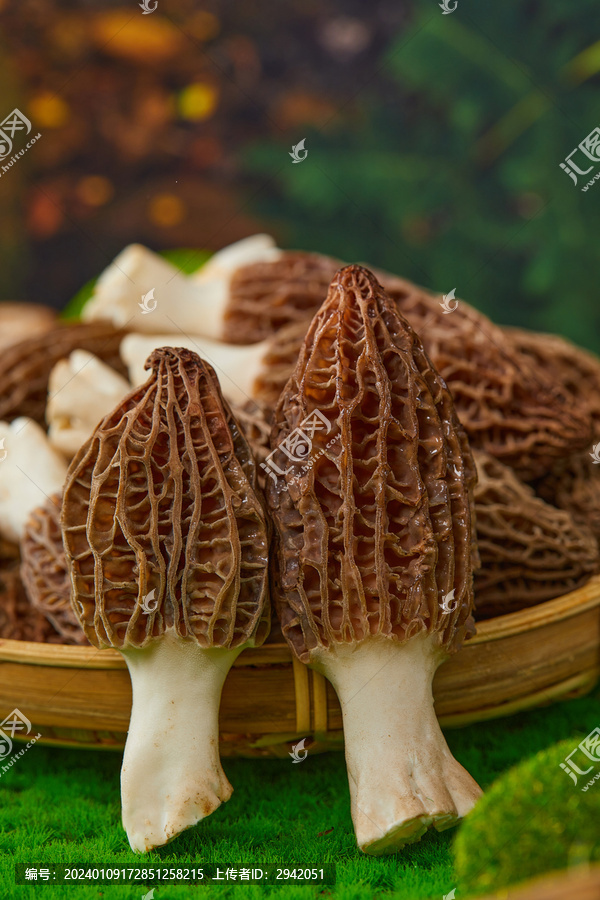 羊肚菌
