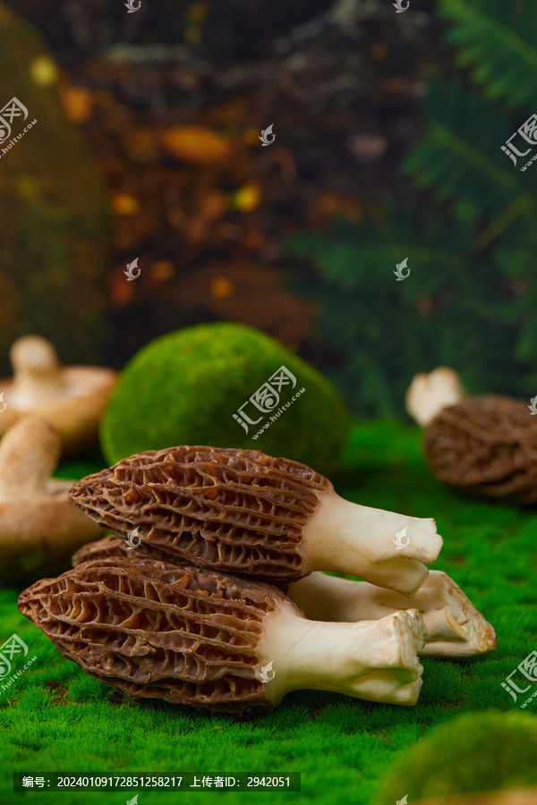 云南羊肚菌