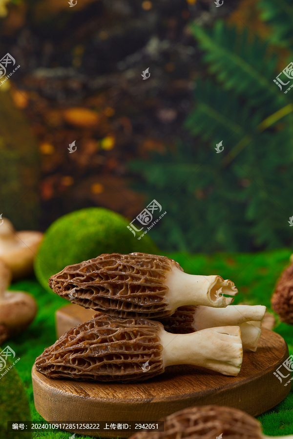 羊肚菌