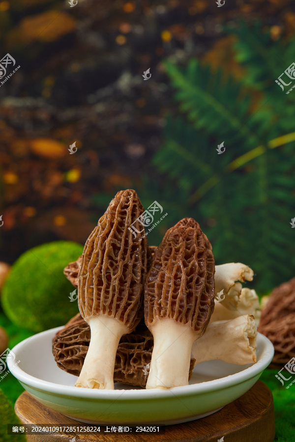 新鮮羊肚菌