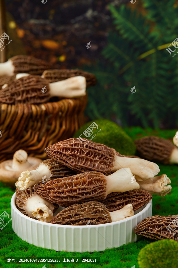 新鮮羊肚菌