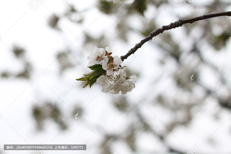 樱桃花