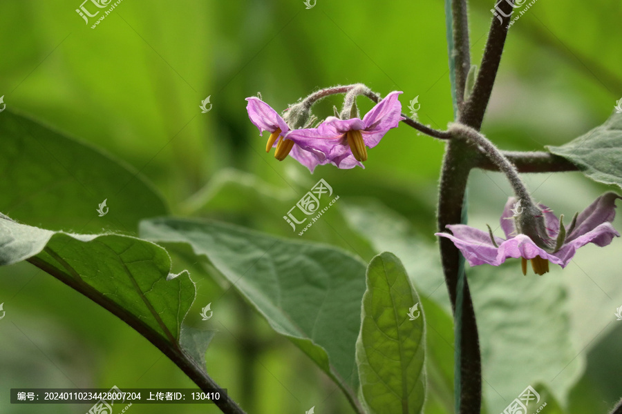 茄子花