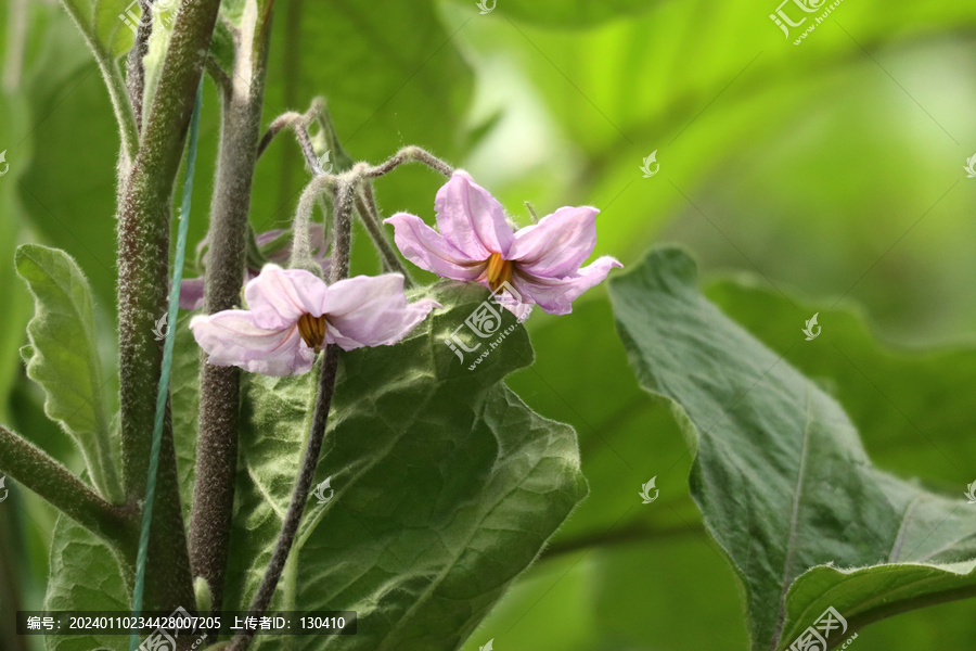 茄子花