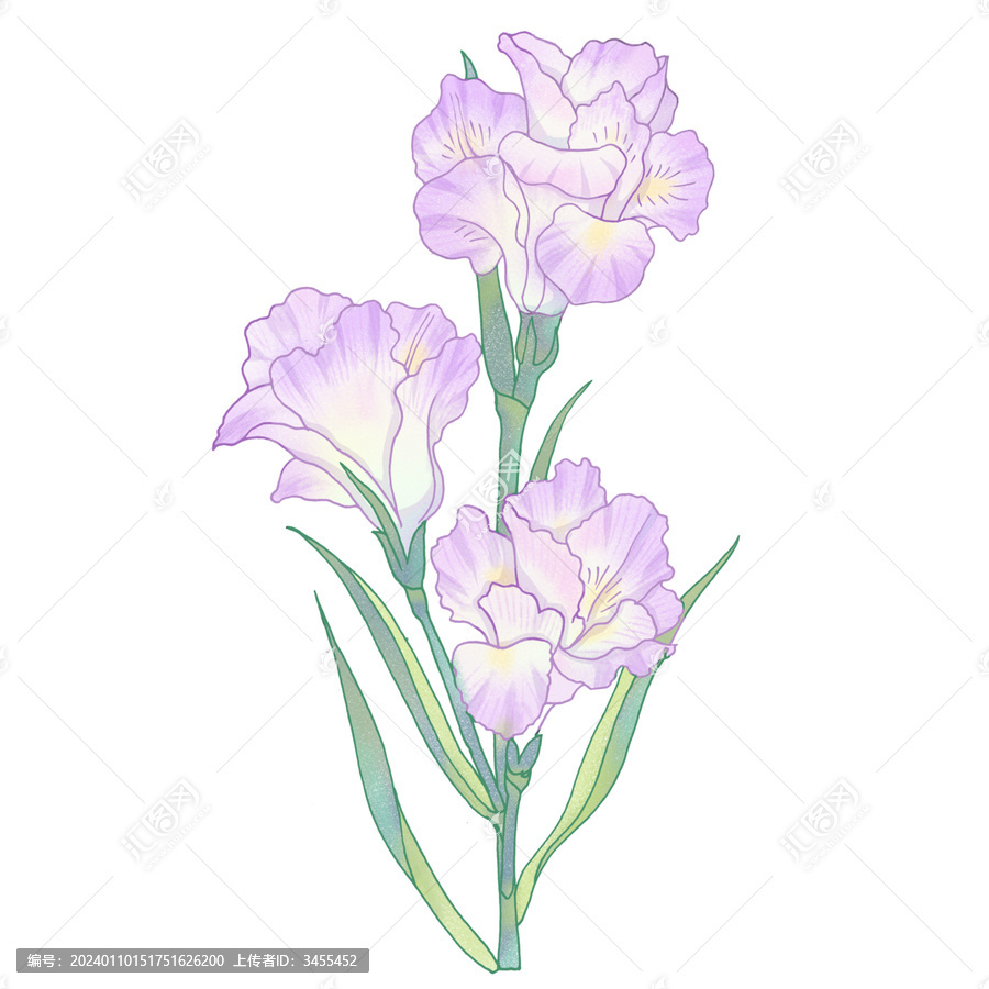 菖蒲插畫