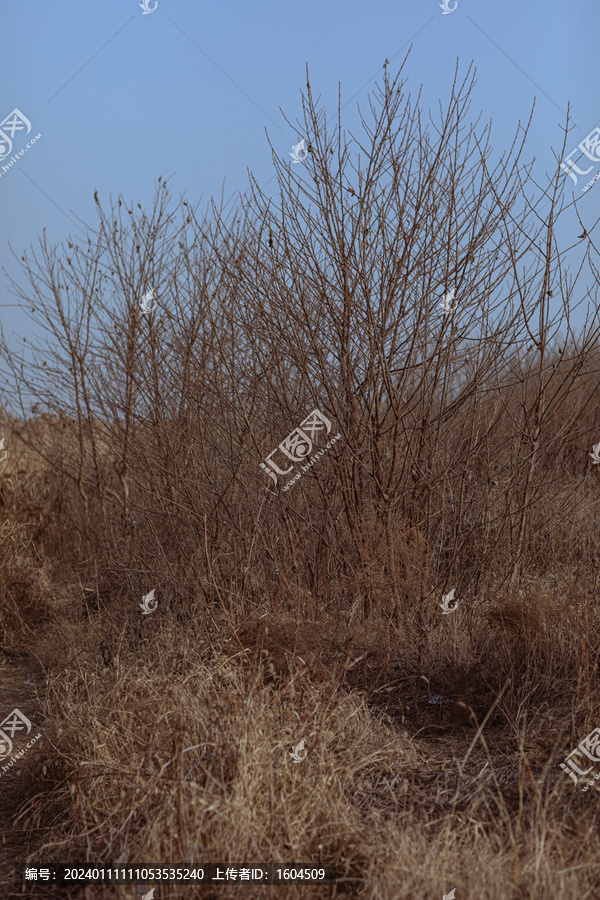 河边的芦苇荡高清大图