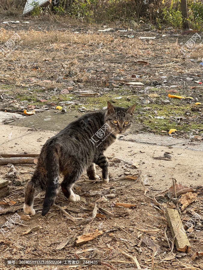 梨花猫