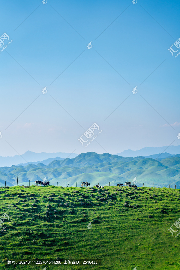 南山牧场草原奶牛风光