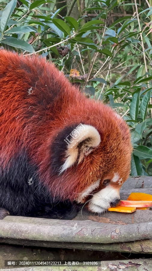 漂亮的小熊猫