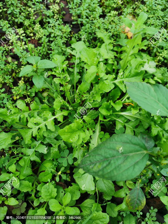 荠菜野菜采野菜采荠菜