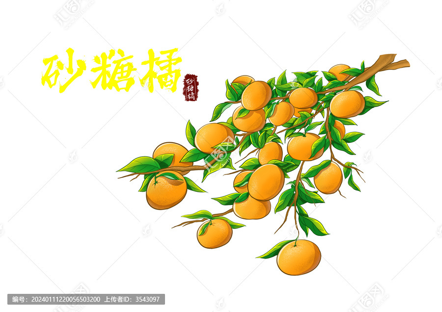 砂糖橘插画