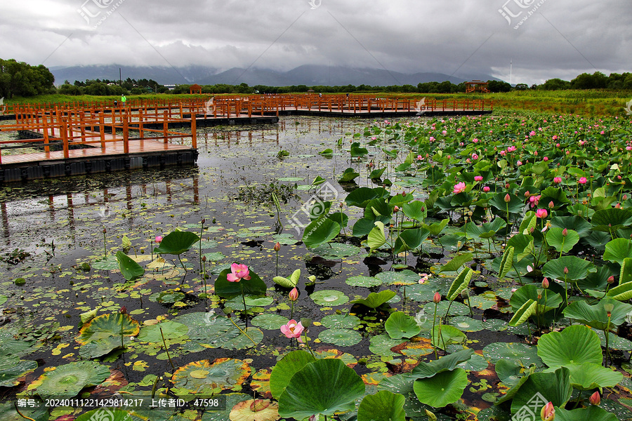 荷花池栈道