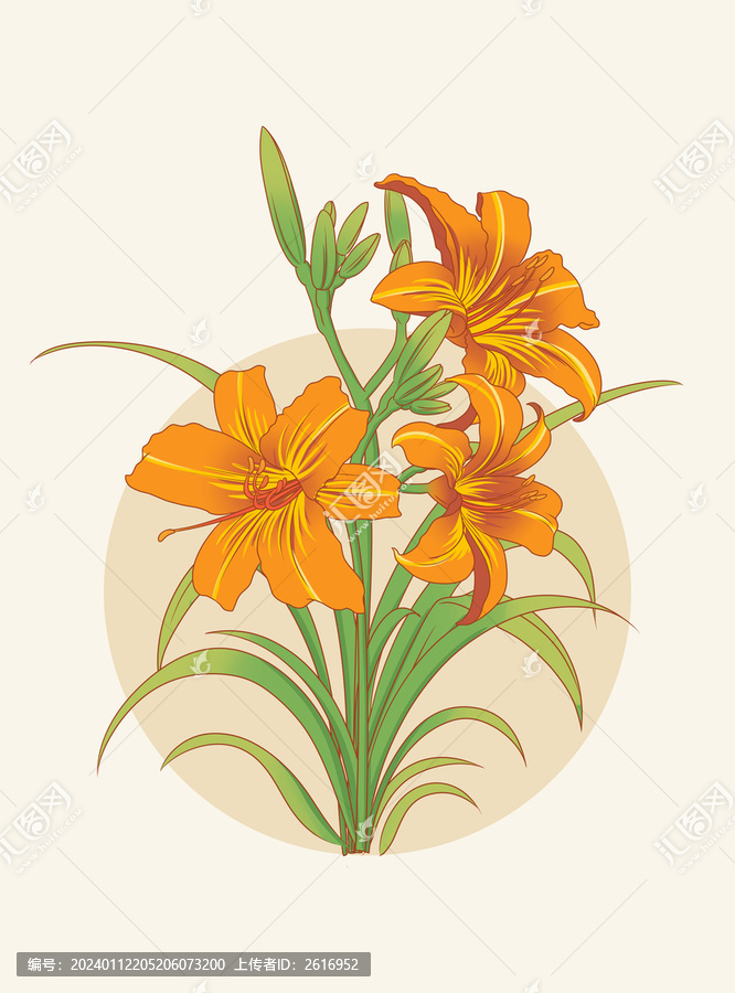萱草花