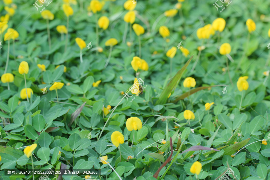 田间盛开的黄花蔓花生