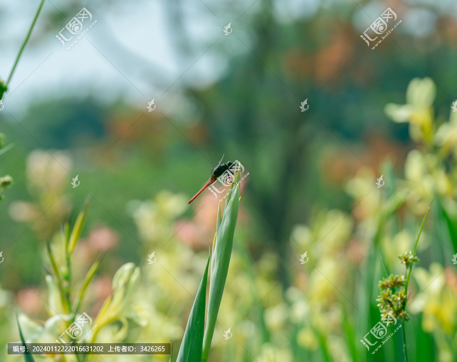 植物上蜻蜓特写镜头