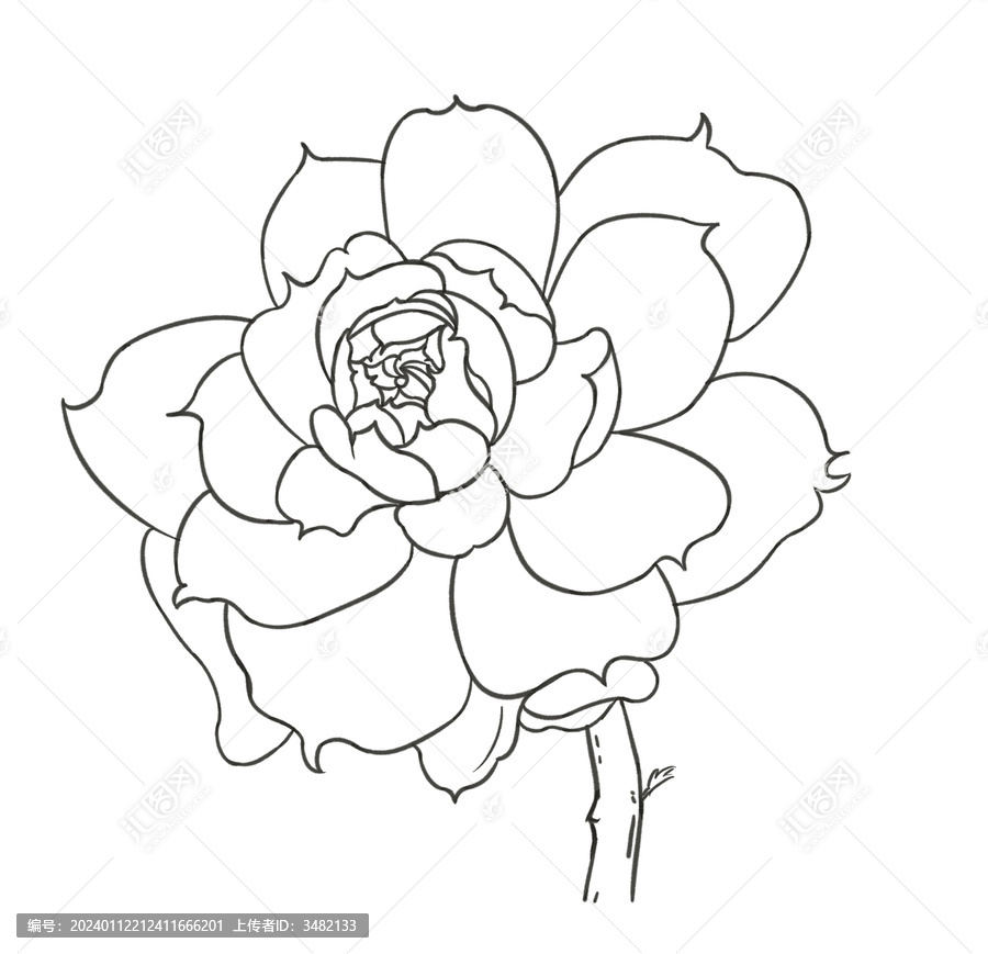 玫瑰花線稿