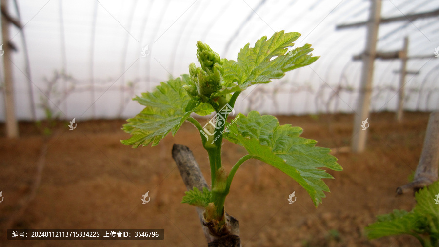 葡萄发芽展穗绒球展叶物候期