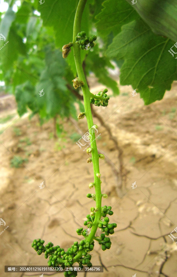 葡萄花穗开花座果幼果膨大