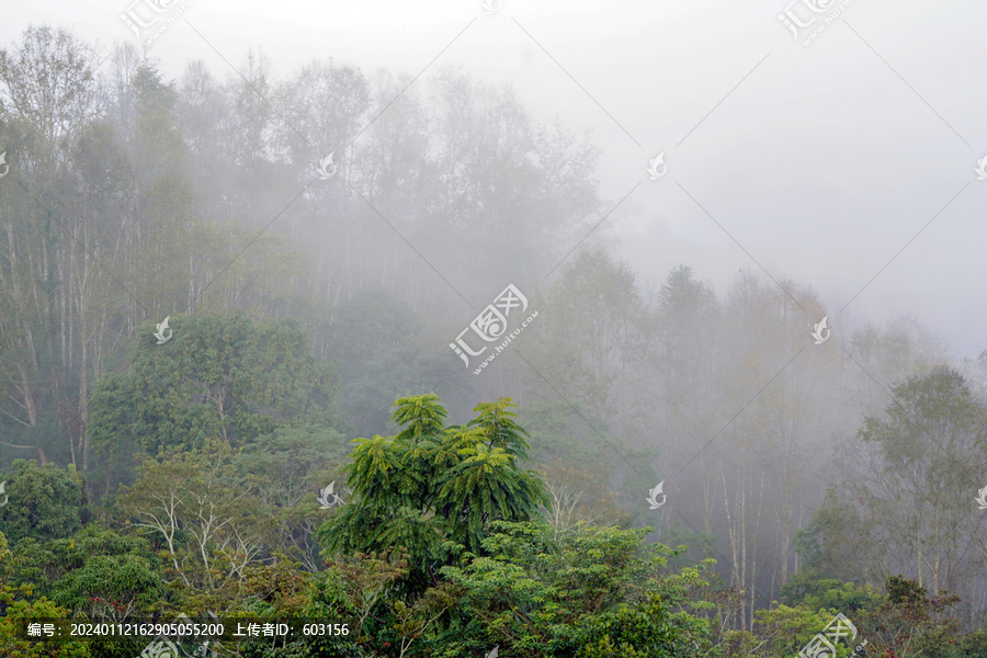 景迈山