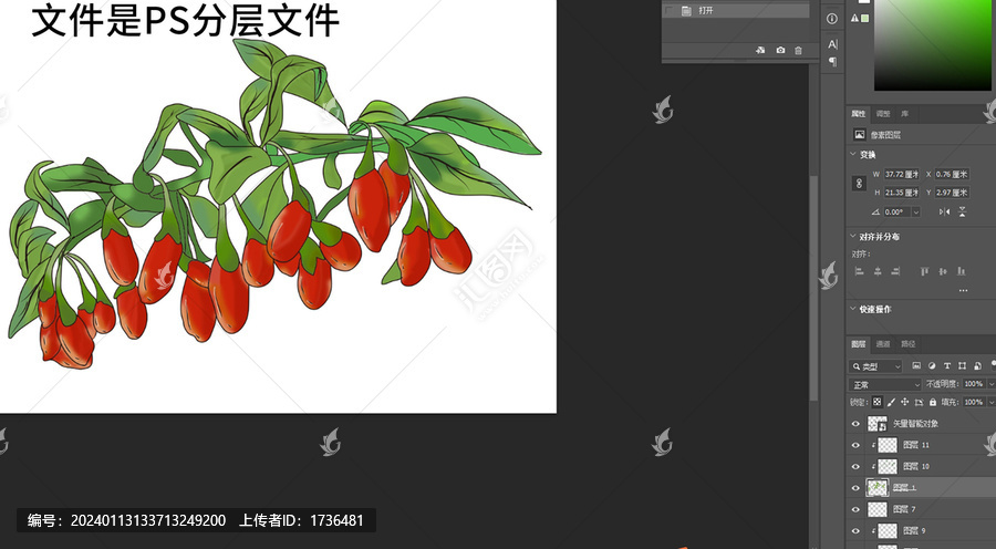 枸杞插畫手繪枸杞