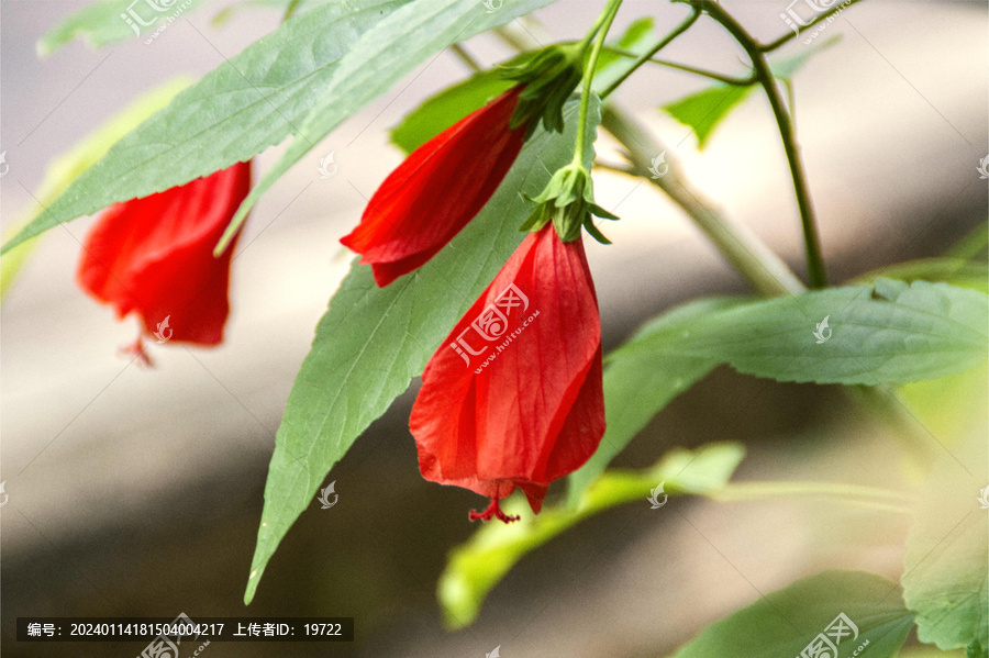 垂花悬铃花