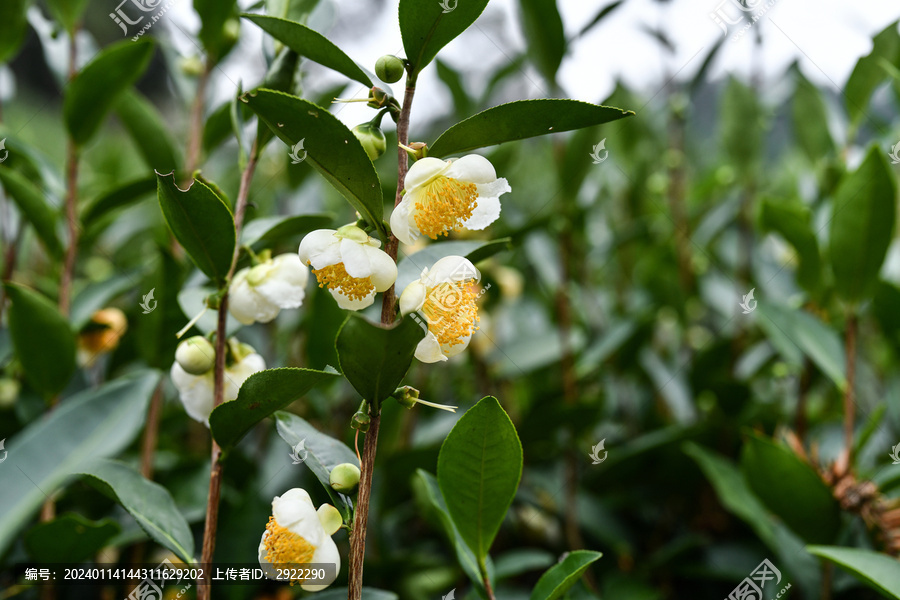 茶花