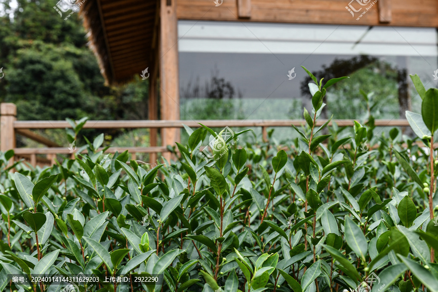 茶樹