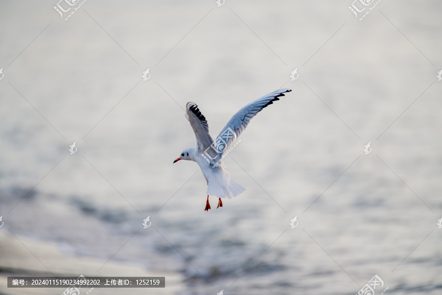 北戴河海滩海鸥