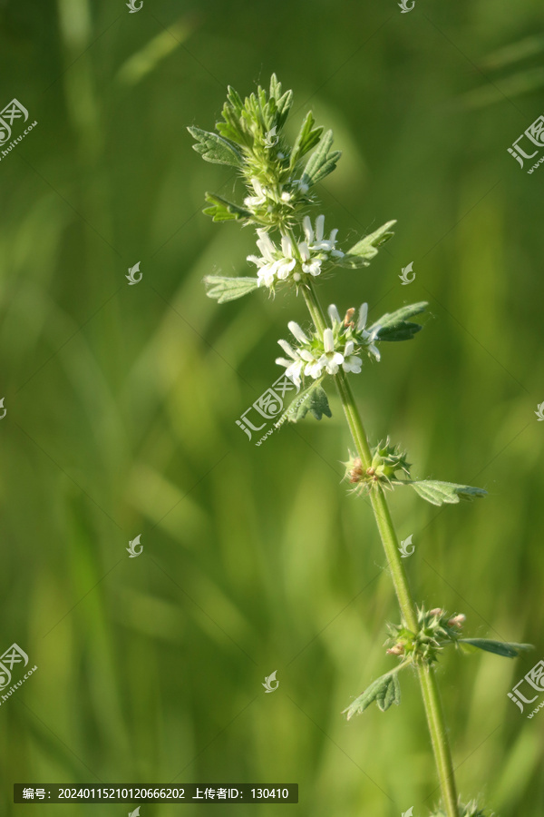 夏至草