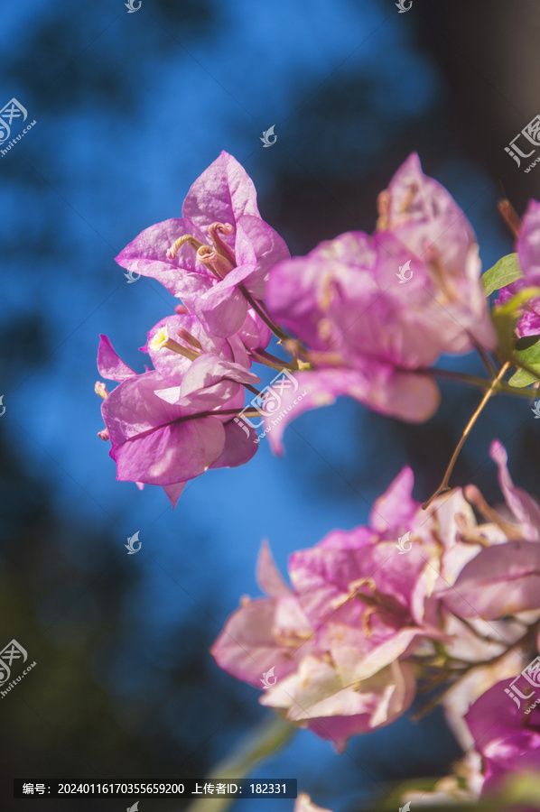 粉色三角梅花瓣