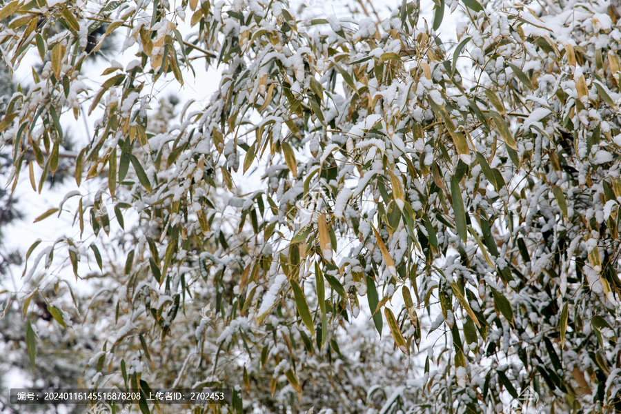 雪中竹林