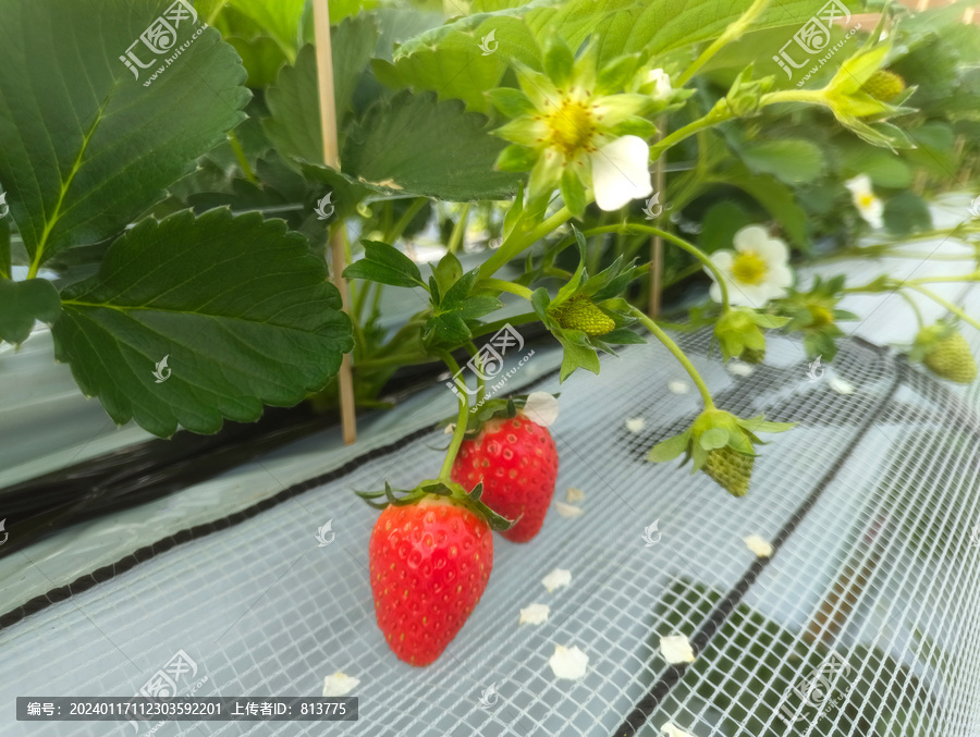 采摘草莓园素材