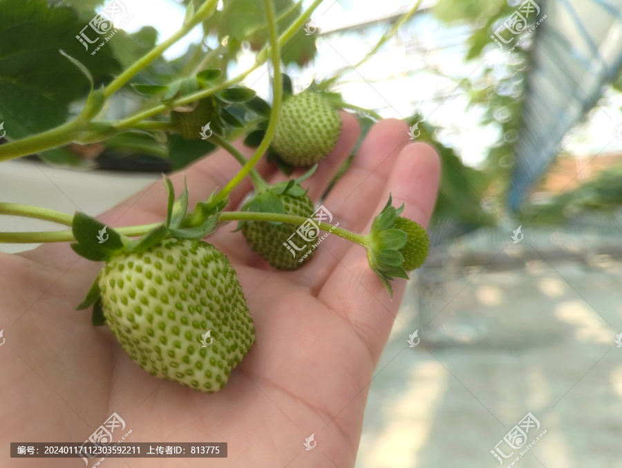 草莓园青涩果实