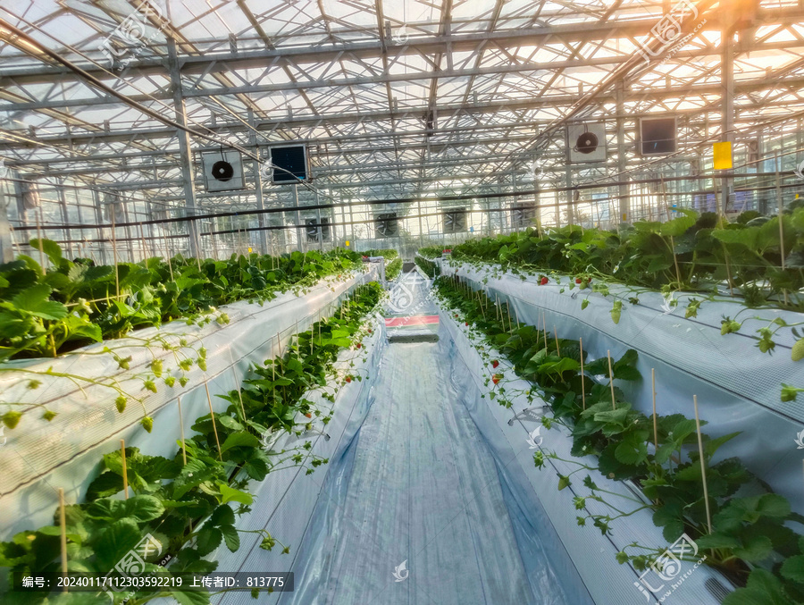 科技种植草莓园