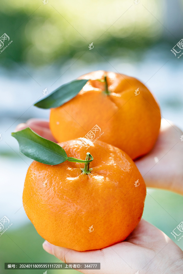 甘平橘