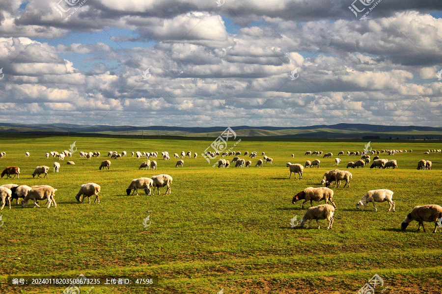 呼伦贝尔草原牧羊