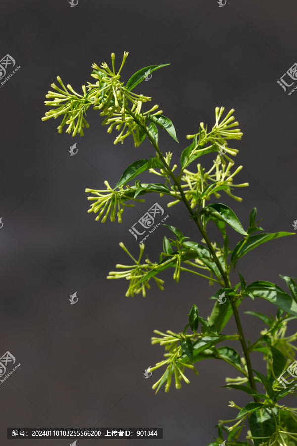 夜香树的开花期