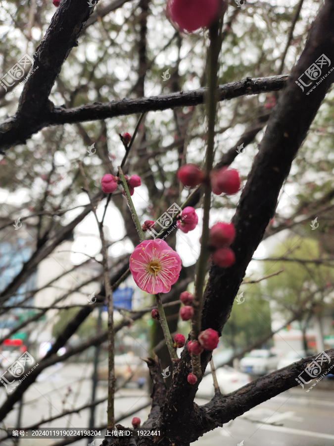 腊梅花