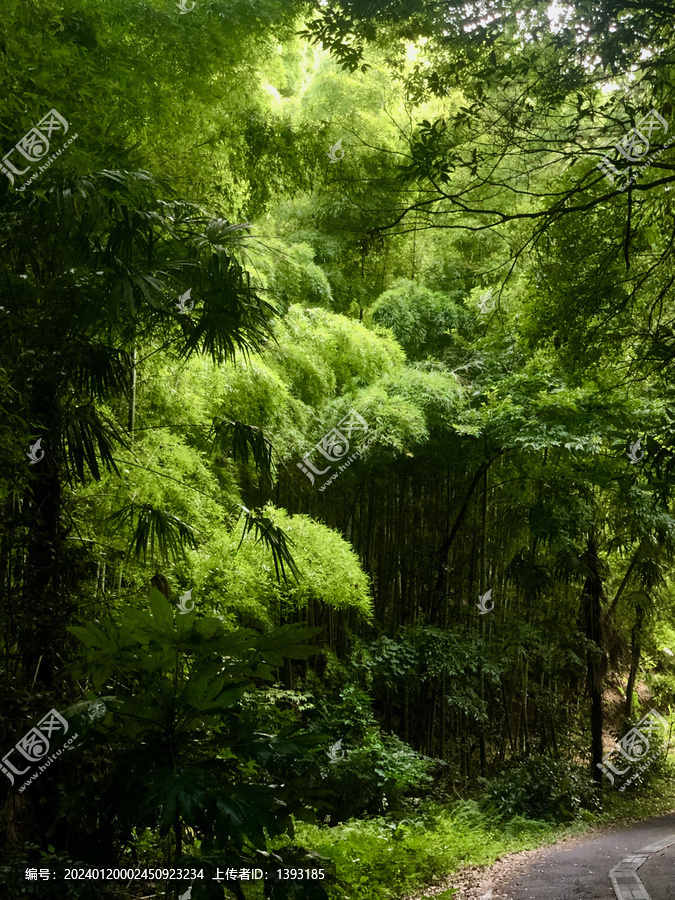 森系生态环境宁静竹林