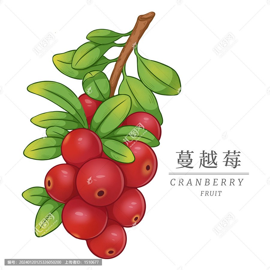 手繪蔓越莓水果包裝插畫
