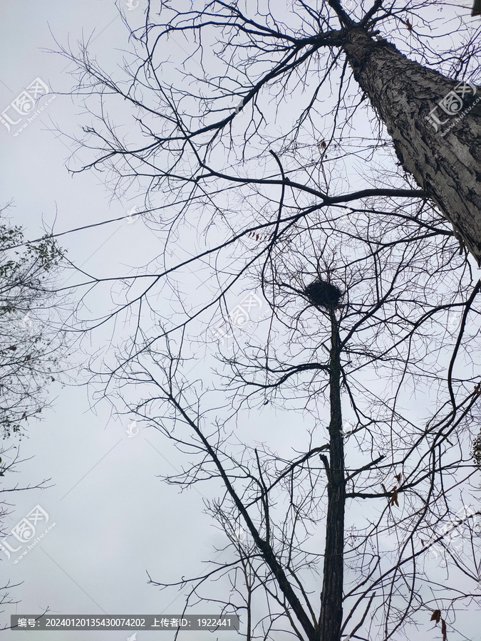 仰拍天空树枝