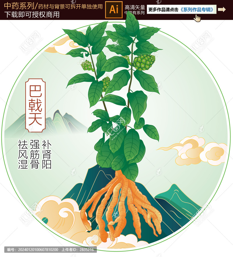 巴戟天