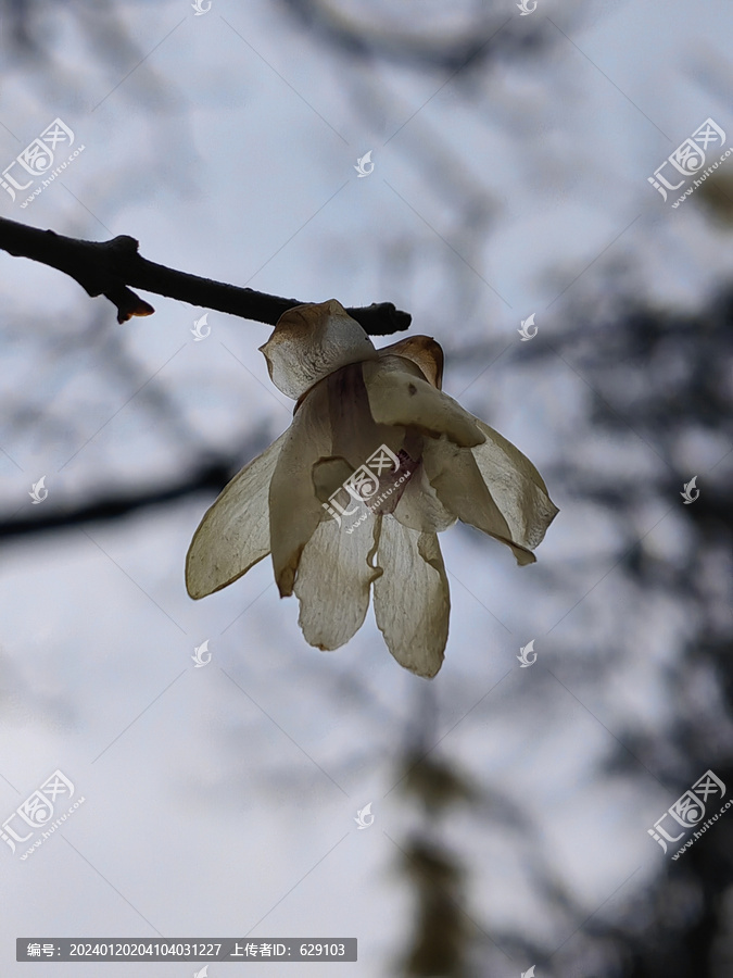 水墨梅花