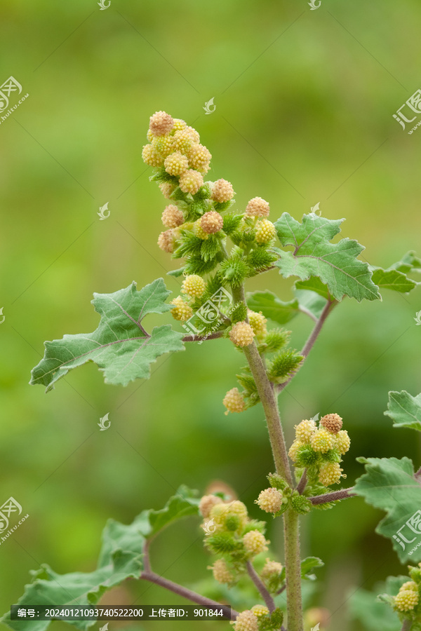 野生苍耳的结果期