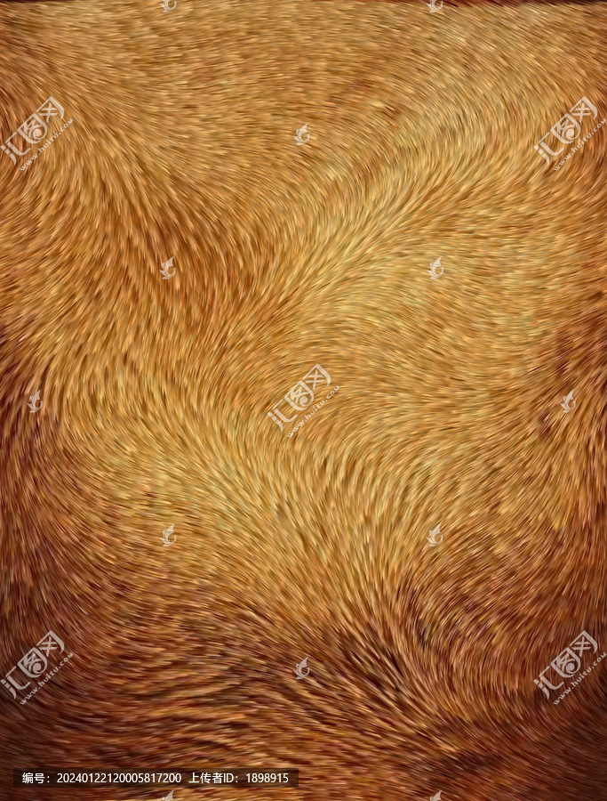 金色毛發(fā)