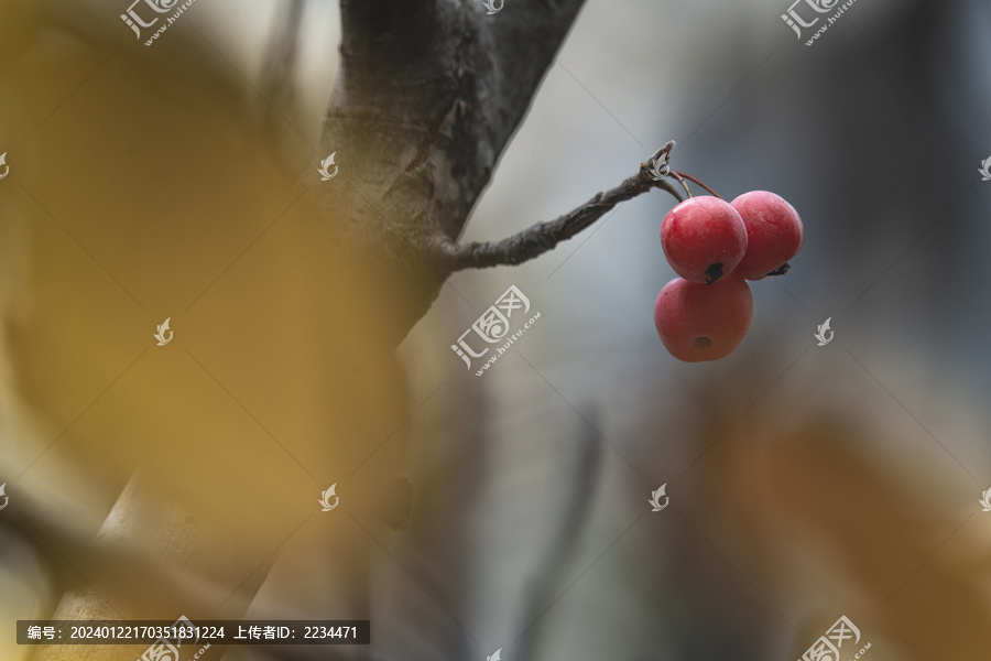 褐花苹果