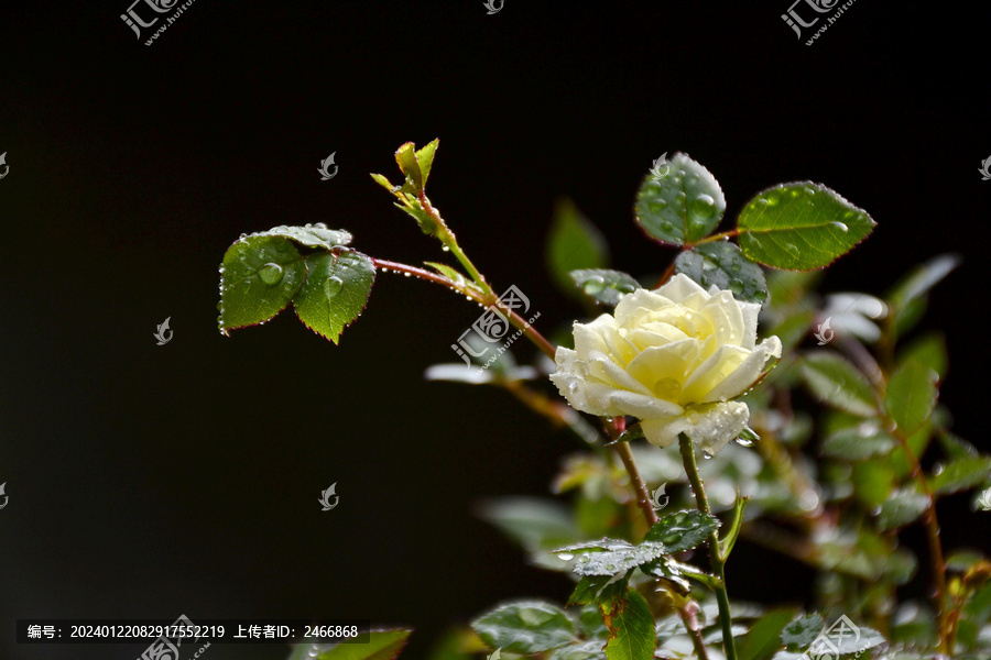 月季花