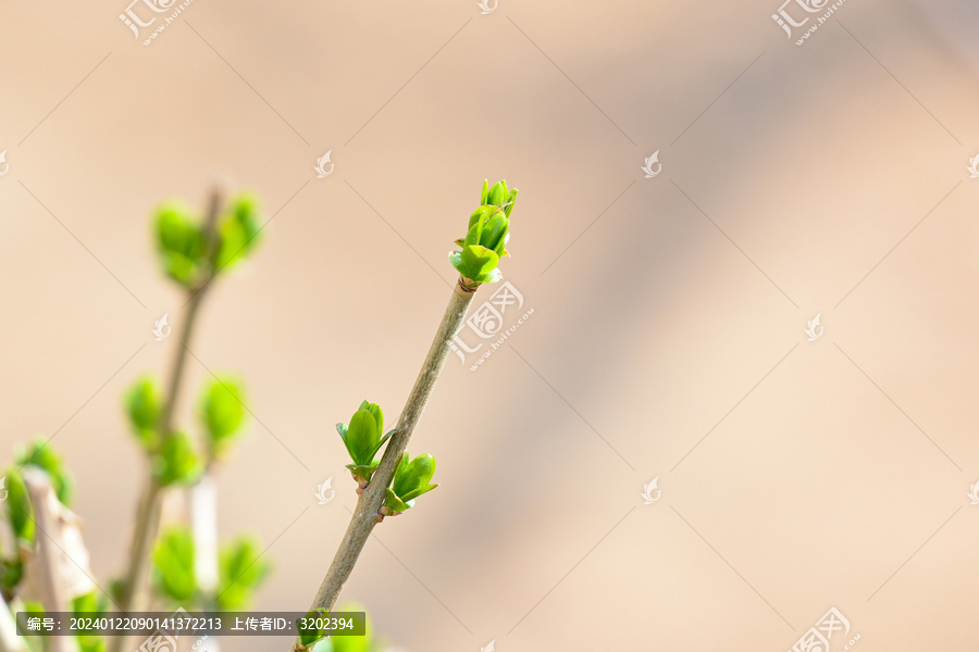 春天刚刚发芽的灌木