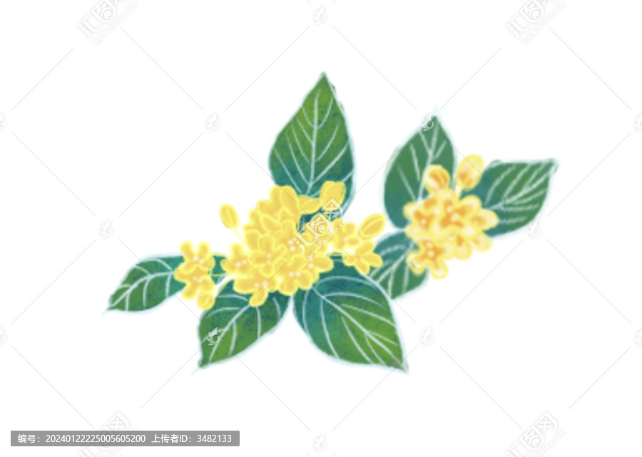 桂花