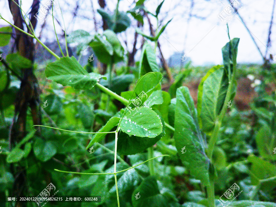 嫩绿的豌豆荚